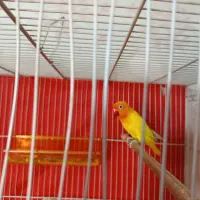 فیشر طلایی نر