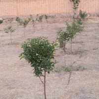 باغ ویلا دشت|فروش خانه و ویلا|نیشابور, فضل|دیوار