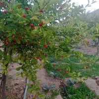 باغچه و تفرجگاه ویلایی|فروش خانه و ویلا|آبگرم, |دیوار