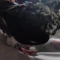 کفتر|پرنده|اصفهان, ارداجی|دیوار