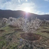 باغ 5000 متری با موقعیت اقتصادی خوب