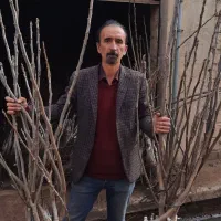 مقامترین به سرماوکم آبی نهال آرش