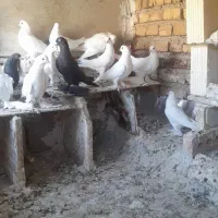 کفتر
