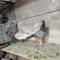 جفت نر|پرنده|بیرجند, |دیوار