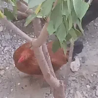 خروس جوان