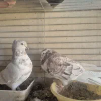 کبوتر پرشی تیرماهی|پرنده|خمینیشهر, |دیوار