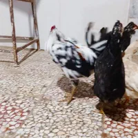 تعداد ۵ تا گلین لری فروشی