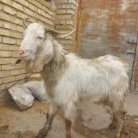 نربزسانن|حیوانات مزرعه|نیشابور, ده حلاج|دیوار