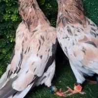 امروز گم کردم کسی گرفته ده ملیون خریدارمش