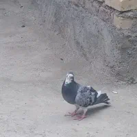 ماده کبوت