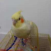 عروس هلندی ماده