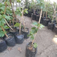 انگور شاهینی