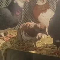 پنج عدد کفتر|پرنده|کرمان, |دیوار