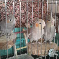 عروس هلندی ۲ماهه