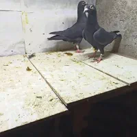 دورگ و ابلغ و سیاه قیمت مناسب