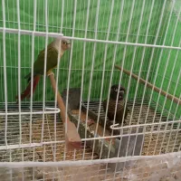 جفت گرینچیک نرماده زمانتی باقرمزی بالا|پرنده|زابل, |دیوار