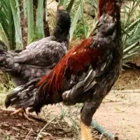 خروس لاری دنگ بالا