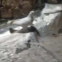 کفتر نر|پرنده|قم, چهار مردان|دیوار