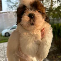 شیتزهای اصیل|سگ|رشت, گلسار|دیوار