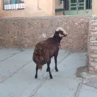 قوچ افشاری