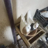 کبوترطوقی|پرنده|هرسین, |دیوار