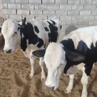 چهار عدد گوساله سمینتال نژادخالص درجه یک