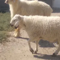 بره قوچ|حیوانات مزرعه|کربال, |دیوار
