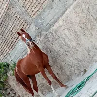 اسب، کره مادیان|اسب و تجهیزات اسب‌سواری|مسجد سلیمان, |دیوار