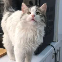 گربه ماده میکس پرشین و جنگلی گم شده