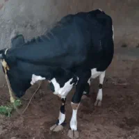 گاو ابست|حیوانات مزرعه|هیرمند, |دیوار