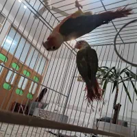 دو جفت گرینچیک ودوعدد قناری|پرنده|فردوس (خراسان), |دیوار