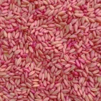 گندم بذر سرداری