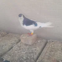 خال