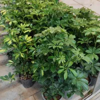 شفلرا پر ریشه شامادورا دیفن سانسوریا پتوس یوکا کاج|گل و گیاه طبیعی|قم, ولیعصر|دیوار