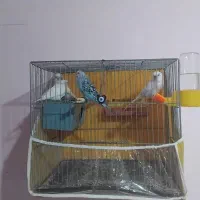 مرغ عشق جفتی 250