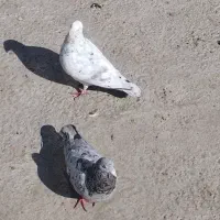 سرور|حیوانات|مشهد, امیرآباد|دیوار