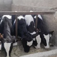 گوسانه نر اصیل