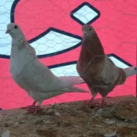 کفتر پرشی ساعت سنگین