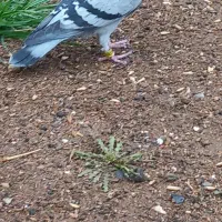 کبوتر پلاکی ماده ثبتی|پرنده|اسلامآباد غرب, |دیوار