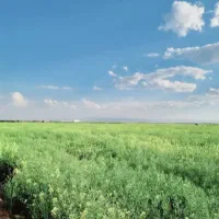 معاوضه یا تهاتر یک هکتار زمین .با ملک در کرج|فروش زمین و ملک کلنگی|تاکستان, |دیوار