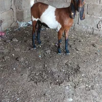 گیسه