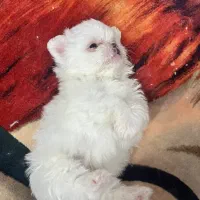 سگ دوماهه شیترو پامر|سگ|اصفهان, سپاهانشهر|دیوار