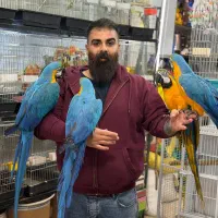 طوطی ماکائو گلدن بلو ماکائو قرمز