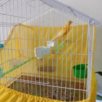 قناری نر و ماده  جوان