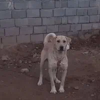 سگ عراقی.۲ ساله