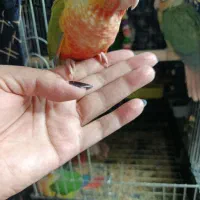 کوتوله و گرین و راهب