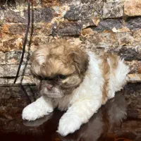 سگ پودل کراس|سگ|اردبیل, |دیوار