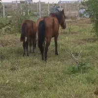 اسب