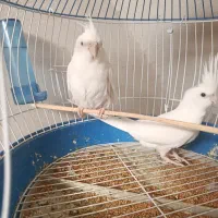 عروس هلندی البینو|پرنده|خورموج, |دیوار