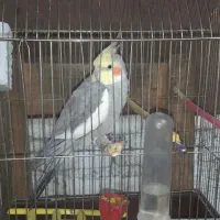 عروس هلندی نر سخن گو